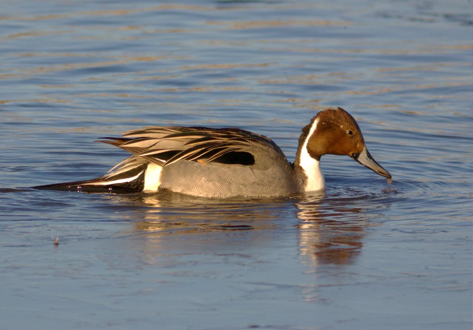 PINTAIL, NORTHERN -03