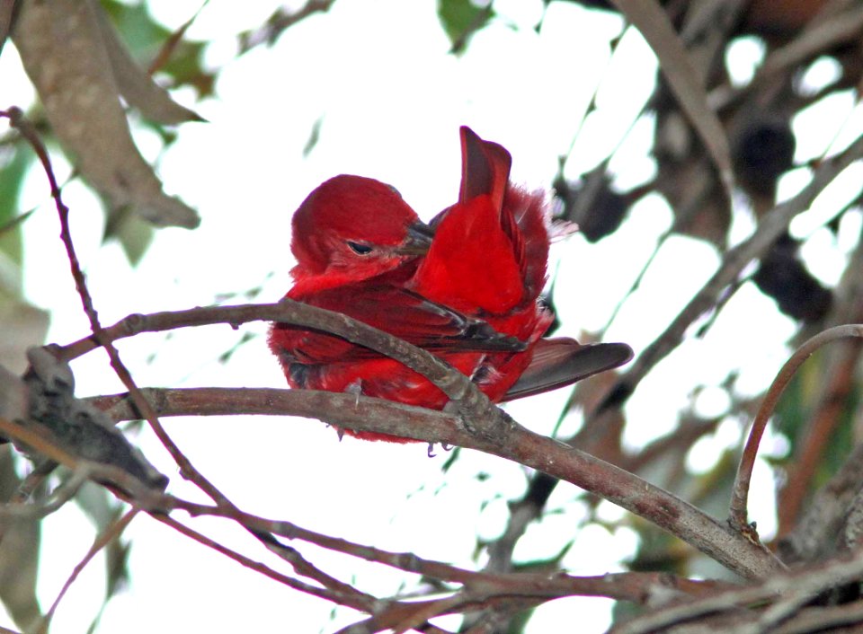 TANAGER, SUMMER (12-10-09) cal poly, slo, ca -04