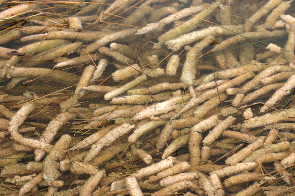 Periphyton (1), NPSPhoto