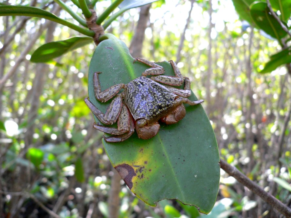 Mangrove Tree Crab, NPSPhoto, David Grimes