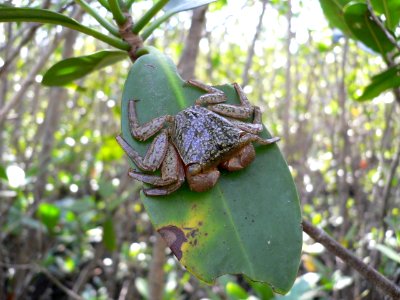 Mangrove Tree Crab, NPSPhoto, David Grimes