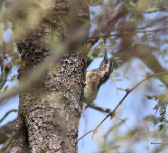 SAPSUCKER, YELLOW-BELLIED (11-27-10)  juv male, lower thumb rock cove, pena blanca lake, scc, az -02