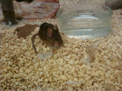 Mouse