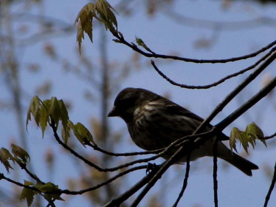 Sparrow