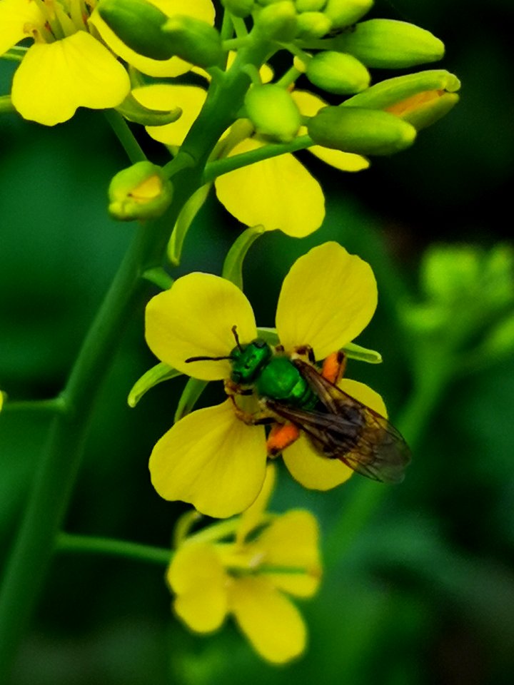 Striped sweat bee (Agapostemon sp.) visiting mustard (Brassica juncea 'Osaka Purple') flowers