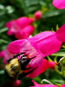 Bumblebee (Bombus) visiting hybrid beardtongue flowers Penstemon Red Rocks
