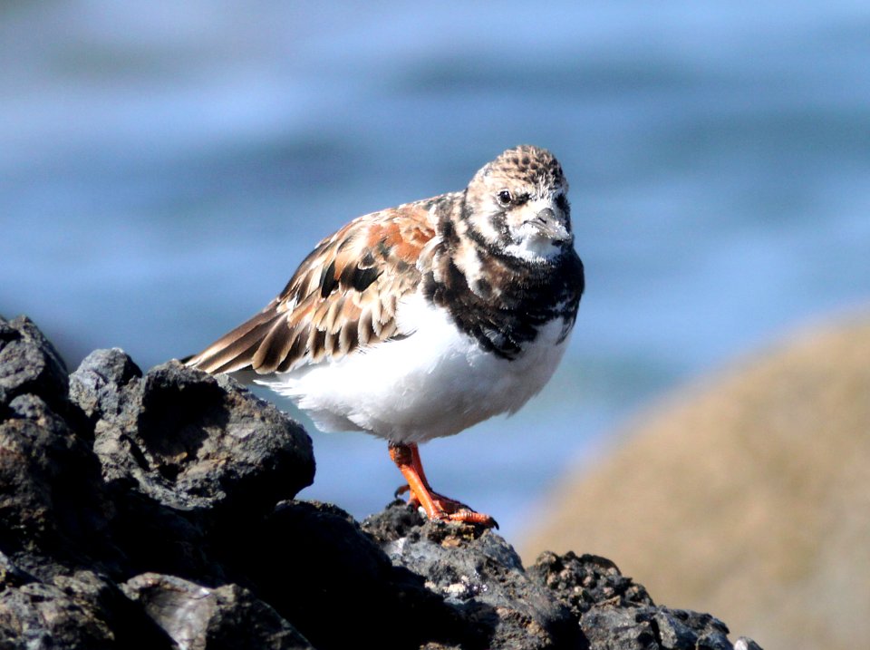 TURNSTONE, RUDDY (3-18-10) estero bluffs, slo co, ca -09