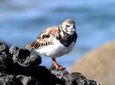 TURNSTONE, RUDDY (3-18-10) estero bluffs, slo co, ca -09