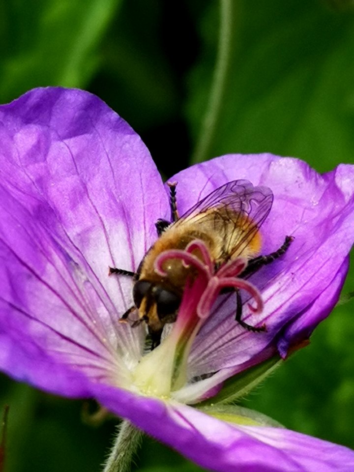 Cranesbill (Geranium hybrid 'Azure Rush') with bee
