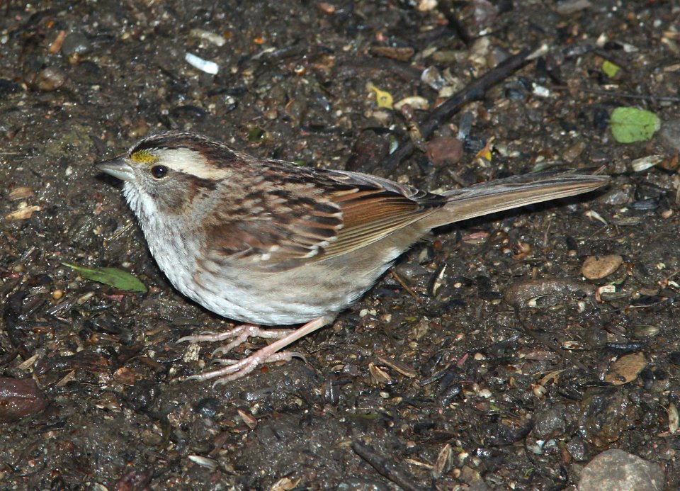 SPARROW, WHITE-THROATED (12-23-09) end of canet rd, south of morro bay, slo co, ca -01