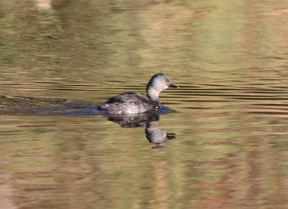 GREBE, LEAST (11-2-10) adult, pena blanca lake, scc, az -13