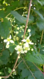 Clematis virginiana Virgin's Bower