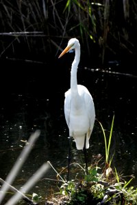 Great Egret (4), NPSPhoto, R. Cammauf (1)