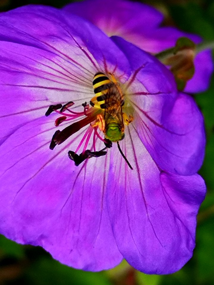 Sweat bee visiting cranesbill Geranium Azure Rush