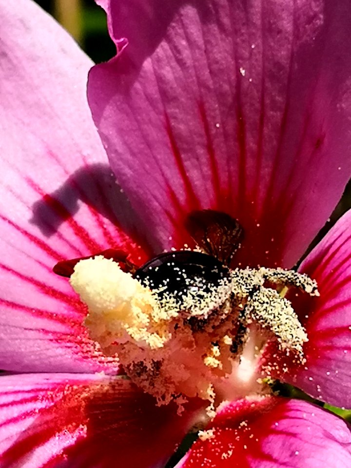 Bee visiting rose of Sharon Hibiscus syriacus covered in pollen