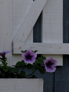 Petunias in Window Box