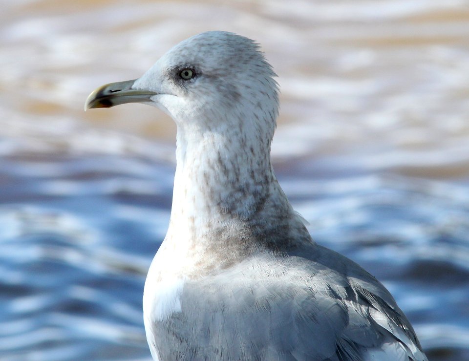 GULL, HERRING (12-18-09) 3rd winter,  laguna lake, san luis obispo, ca -02