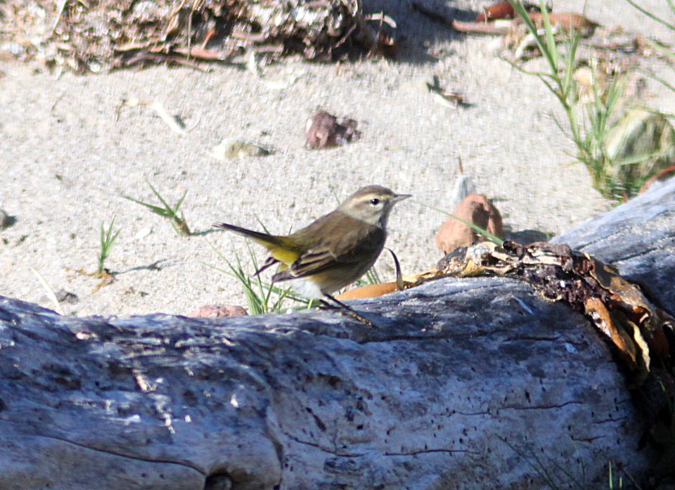 WARBLER, PALM (11-17-09) on beach at cypress tree, estero bluffs state beach, cayucos, sloco, ca -10