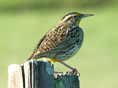 MEADOWLARK, WESTERN (1-4-10) morro bay, ca -03