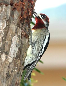 SAPSUCKER, RED-BREASTED (12-20-09) santa rosa park, slo, ca -02