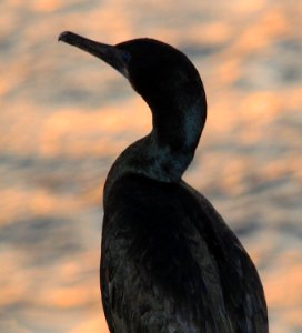 CORMORANT, BRANDT'S (12-17-09) morro bay, ca -03