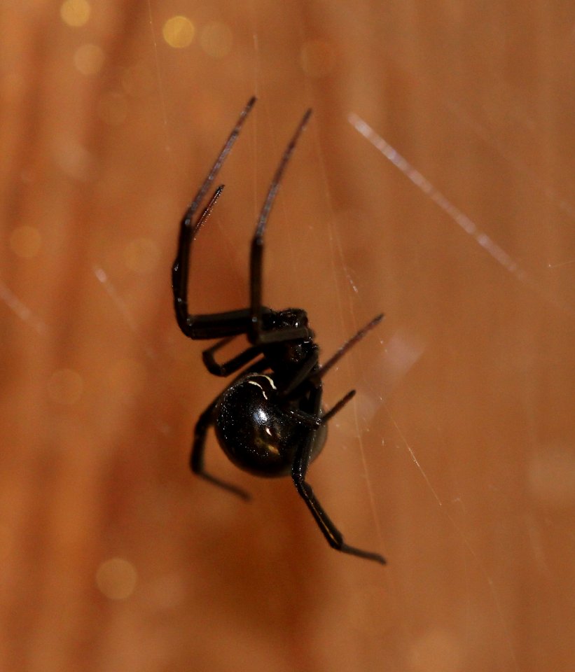 SPIDER, BLACK WIDOW (1-2-10) canet rd, morro bay, ca -01