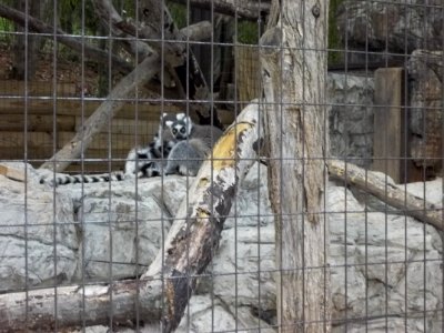 Lemurs photo