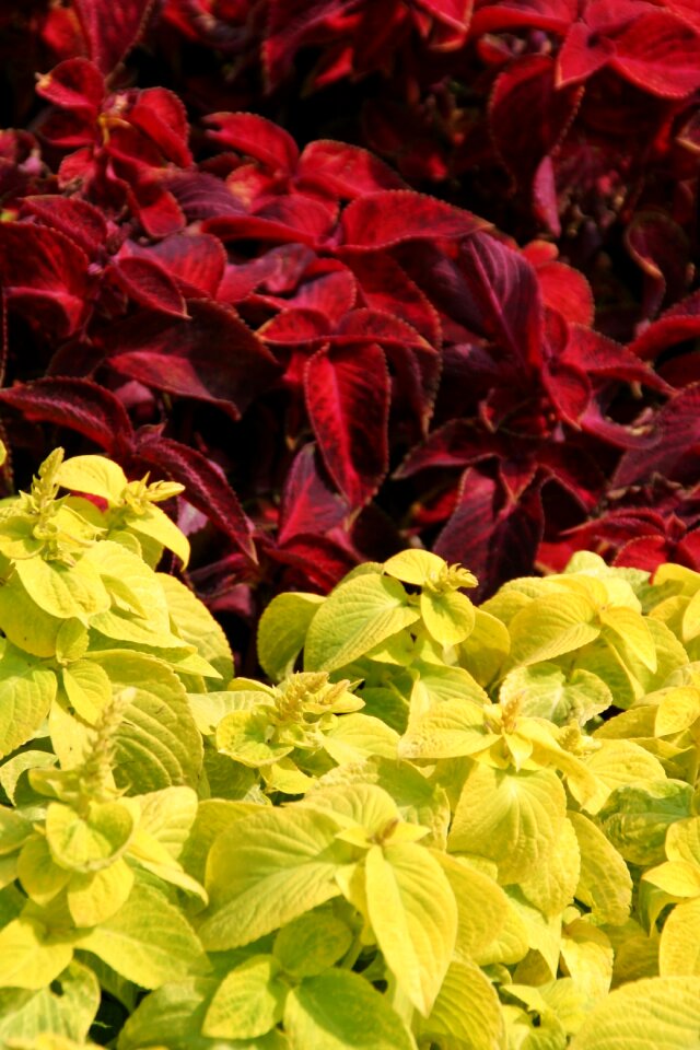 Yellow color spring