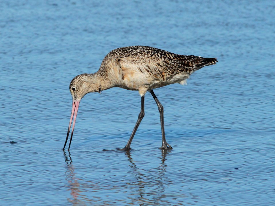 GODWIT, MARBLED (3-22-10) morro bay, ca -02