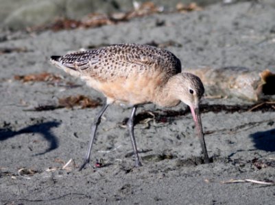 GODWIT, MARBLED (11-23-09) estero bluffs state park, slo co, ca -01