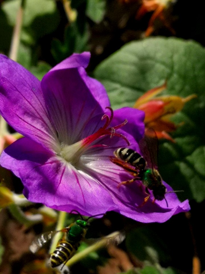 Sweat bees visiting cranesbill