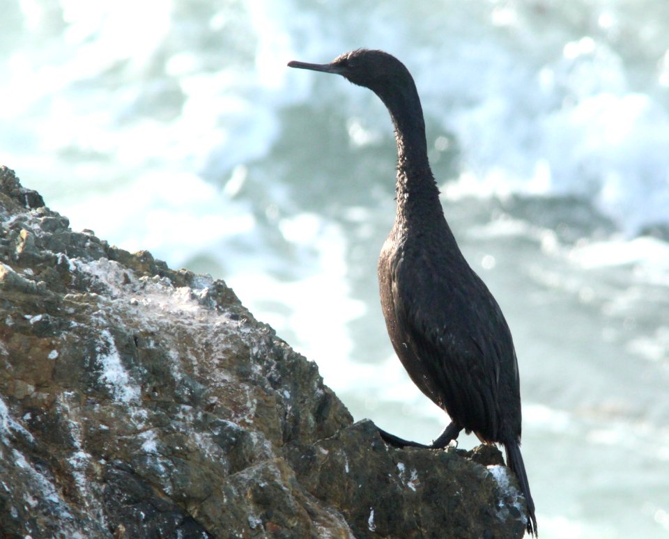 CORMORANT, PELAGIC (12-25-09) slo co, ca -01