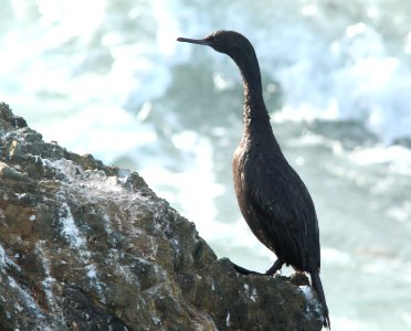 CORMORANT, PELAGIC (12-25-09) slo co, ca -01