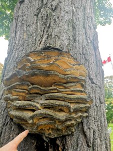 Fungus on maple tree
