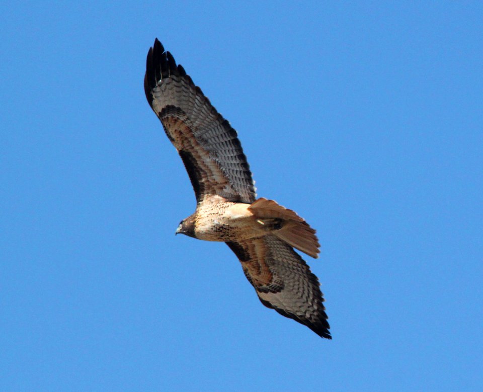 HAWK, RED-TAILED (11-6-09) carrizo -01