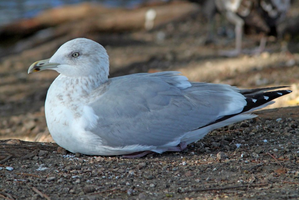 GULL, HERRING (12-18-09) 3rd winter, laguna lake, san luis obispo, ca -01