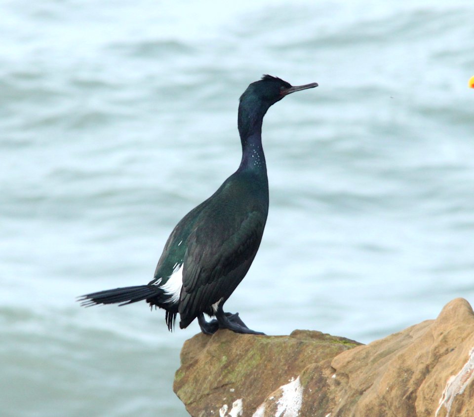 CORMORANT, PELAGIC (3-21-10) piedras blancas, slo co, ca -05