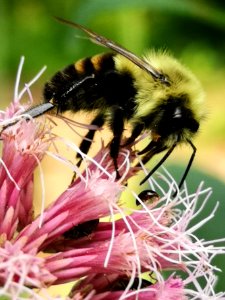 Bumblebee visiting Joe Pye weed Eupatorium