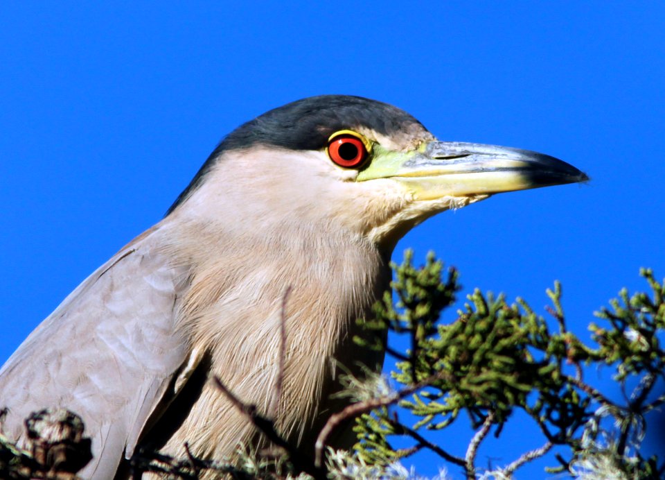 NIGHT-HERON, BLACK-CROWNED (11-2-09) morro bay, slo c0, ca -01