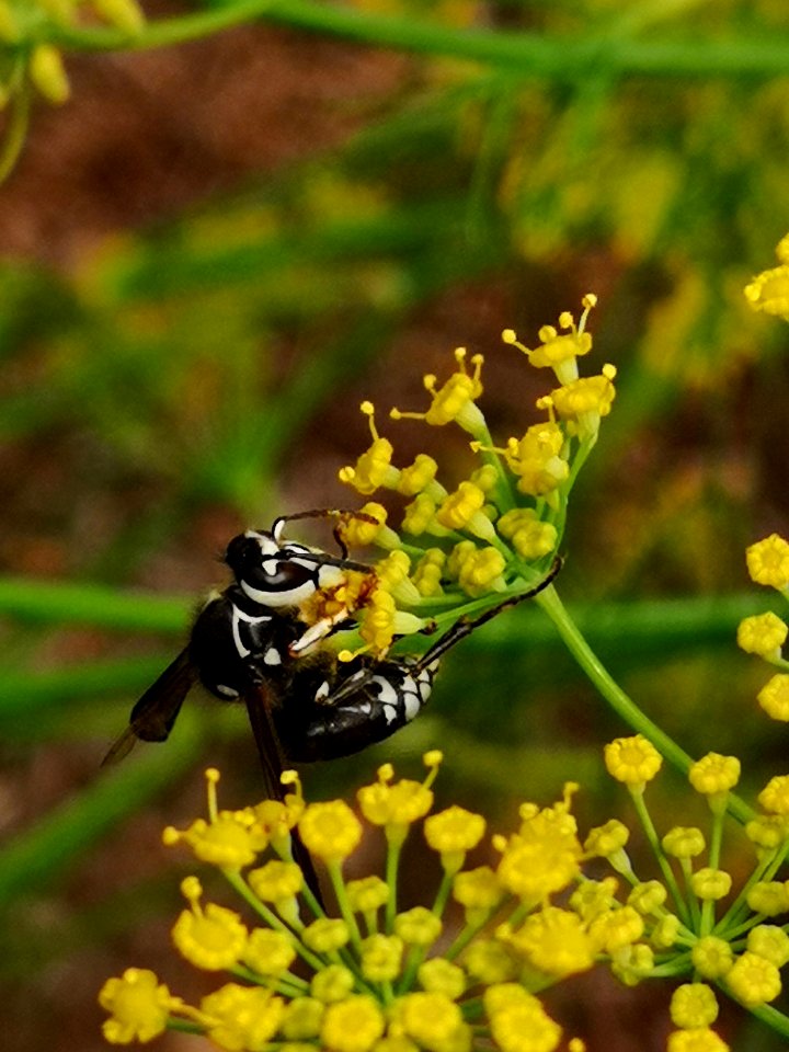 Bald-faced hornet Dolichovespula maculata visiting fennel Foeniculum vulgare flowers
