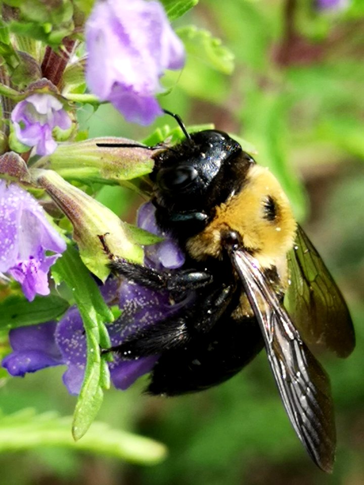 Carpenter bee Xylocopa virginica visiting dragonhead