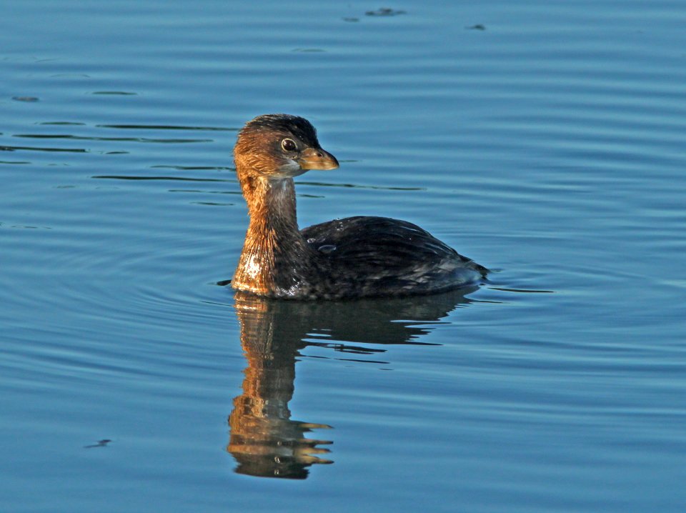 GREBE, PIED-BILLED (11-2-09) morro bay, slo c0, ca -01