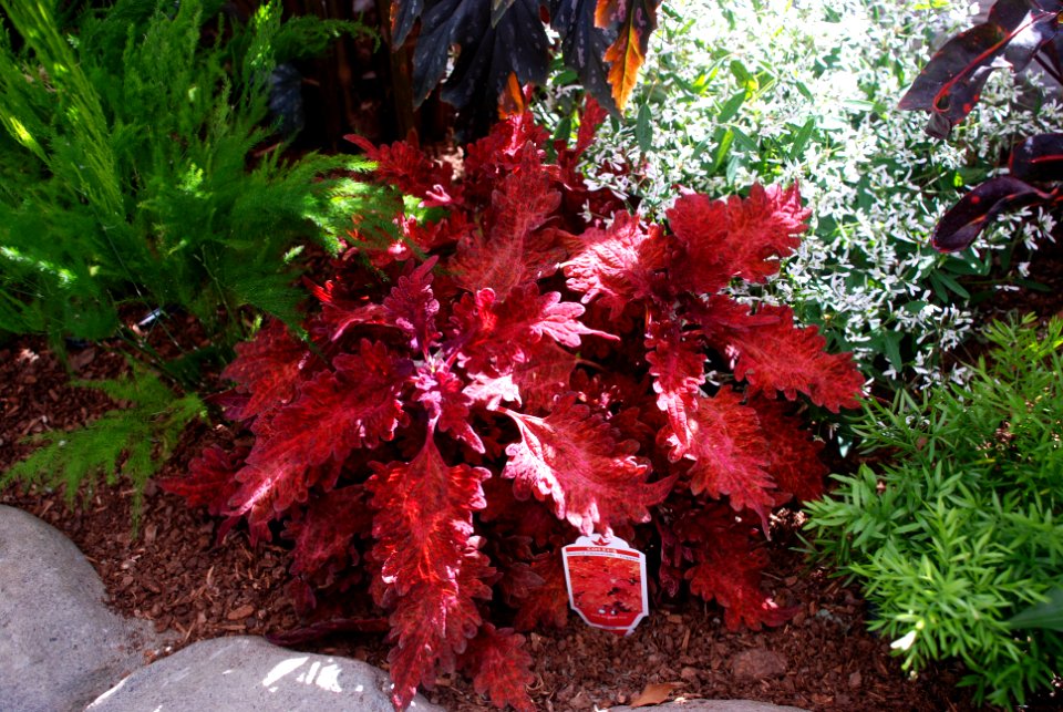 Coleus