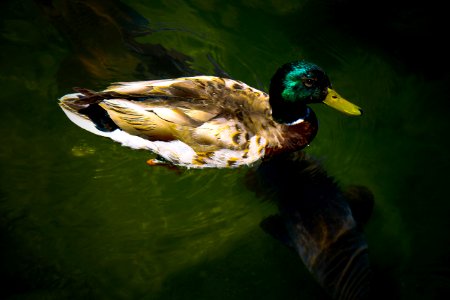 Lake Arrowhead - bass and the mallard