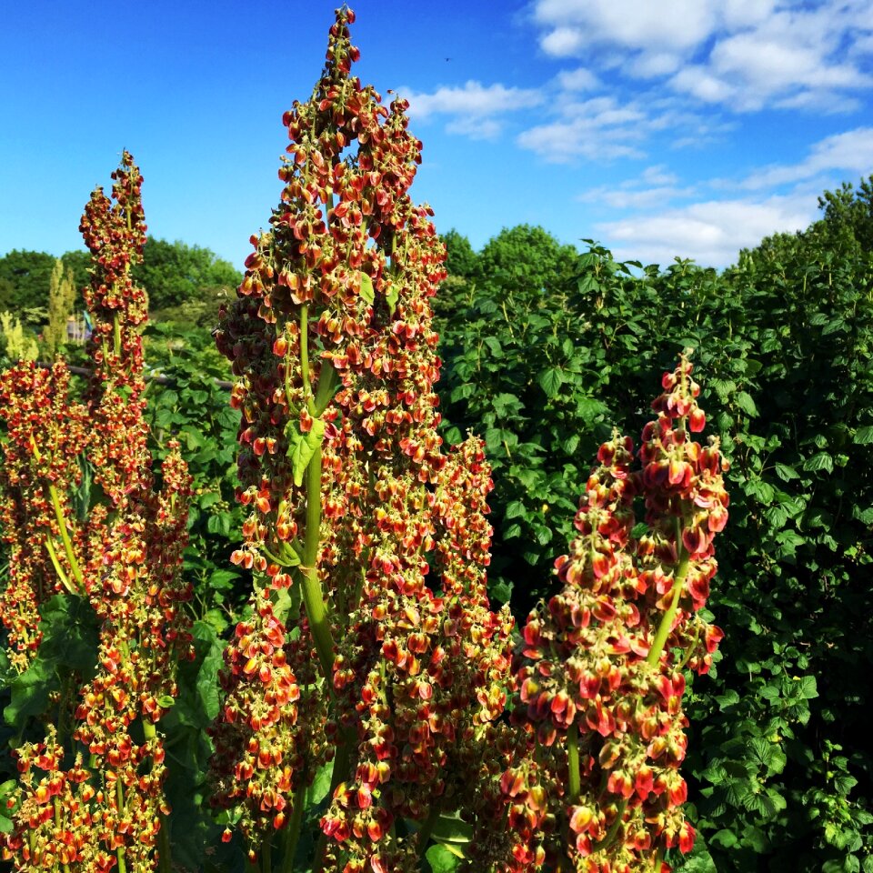 Rhubarb flowers flower seeds
