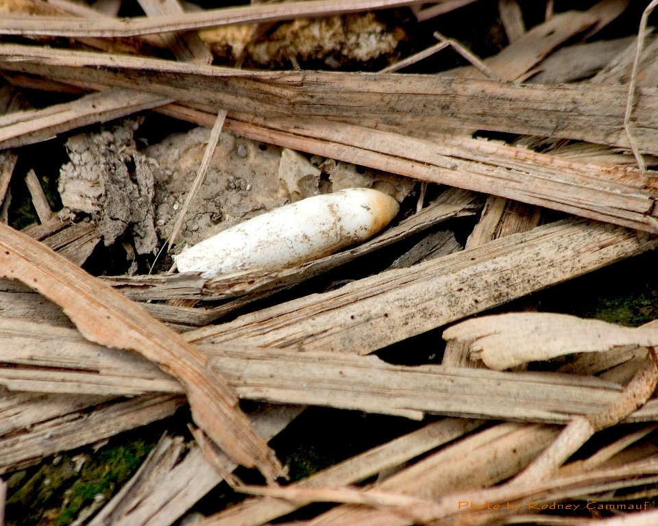 gator nest, NPSPhoto, R. Cammauf