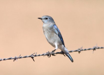 BLUEBIRD, MOUNTAIN (10-30-09) carrizo -01