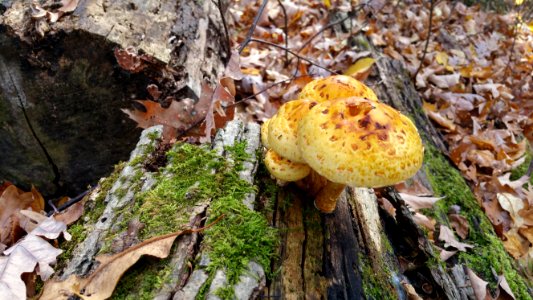 Mushrooms, moss, leaves, etc.