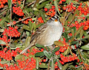 SPARROW, WHITE-CROWNED (11-28-10) gambelii, santa gertrudis lane, tubac, scc,az -01b