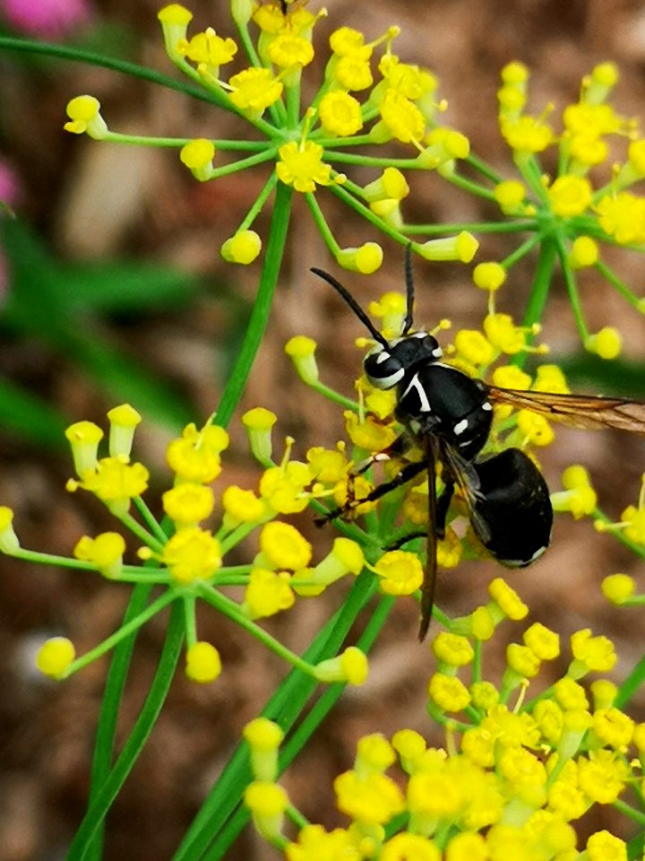 Bald-faced hornet (Dolichovespula maculata) visiting fennel (Foeniculum vulgare) flowers